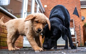 Finlay & Bob in the garden