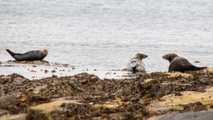 Seals on the beach at Wick