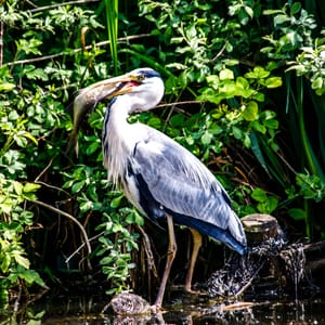 Heron with its catch on the Dudley canals